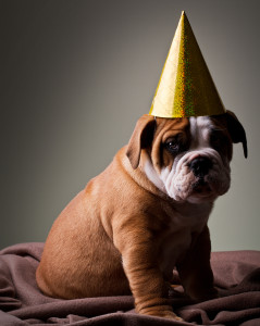 http://www.dreamstime.com/royalty-free-stock-photos-sad-australian-bulldog-puppy-image15433498