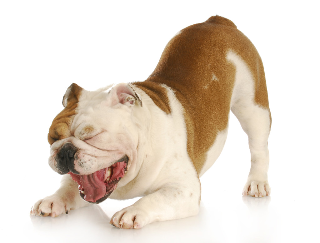 English Bulldog Play